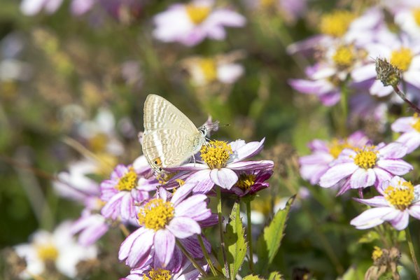 茨城県常陸太田市中染町、ウラナミシジミ♂
