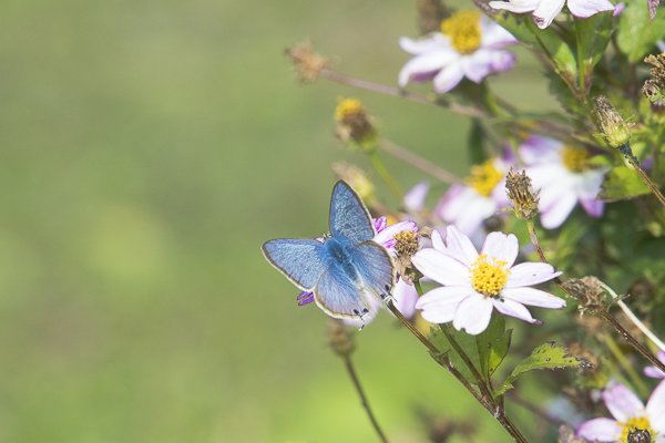 茨城県常陸太田市中染町、ウラナミシジミ♂
