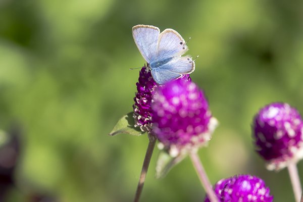 茨城県常陸太田市中染町、ウラナミシジミ♂
