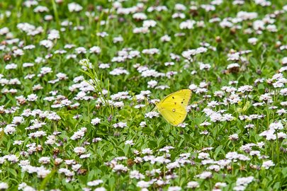 茨城県常陸太田市中染町、モンキチョウ