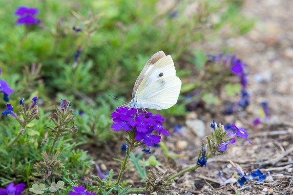 茨城県常陸太田市中染町、モンシロチョウ