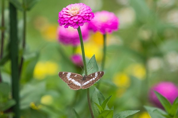 茨城県常陸太田市中染町、アサマイチモンジ♀