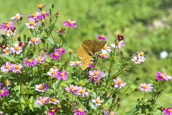 茨城県常陸太田市中染町、クモガタヒョウモン♂