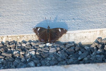 茨城県常陸太田市中染町、ルリタテハ