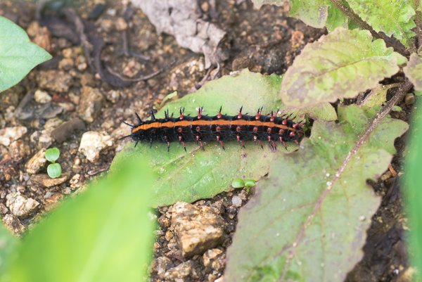 茨城県常陸太田市中染町、ツマグロヒョウモン幼虫