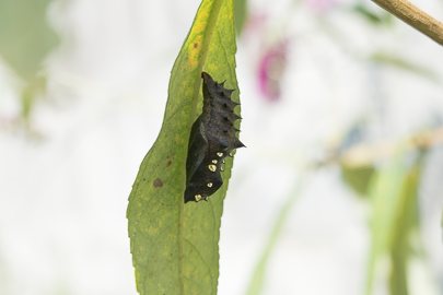 茨城県常陸太田市中染町、ツマグロヒョウモン蛹