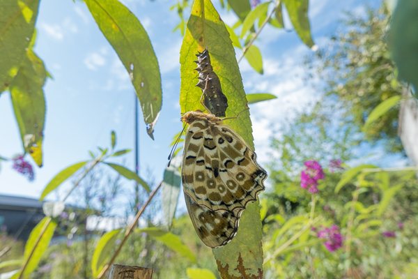 茨城県常陸太田市中染町、ツマグロヒョウモン♀