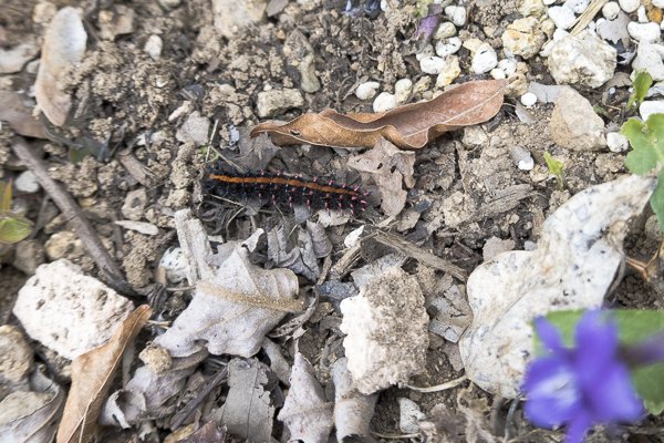 茨城県常陸太田市中染町、ツマグロヒョウモン幼虫