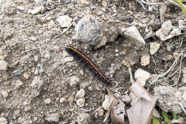 茨城県常陸太田市中染町、ツマグロヒョウモン幼虫