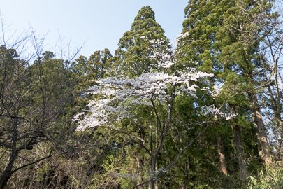 たくさんのギフチョウが訪れる桜(新発田市滝沢)