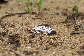 イシガケチョウ