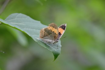 コノハチョウ