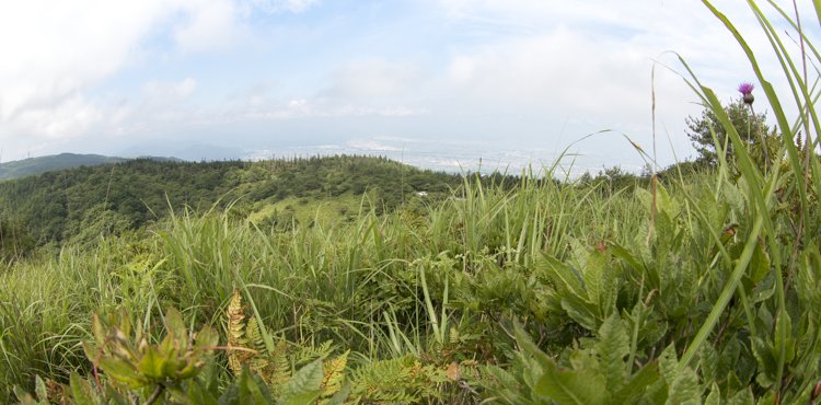 ヒメヒカゲ生息地 ヒメヒカゲ産地